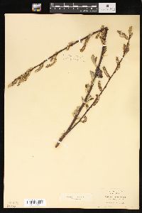 Salix lasiolepis image