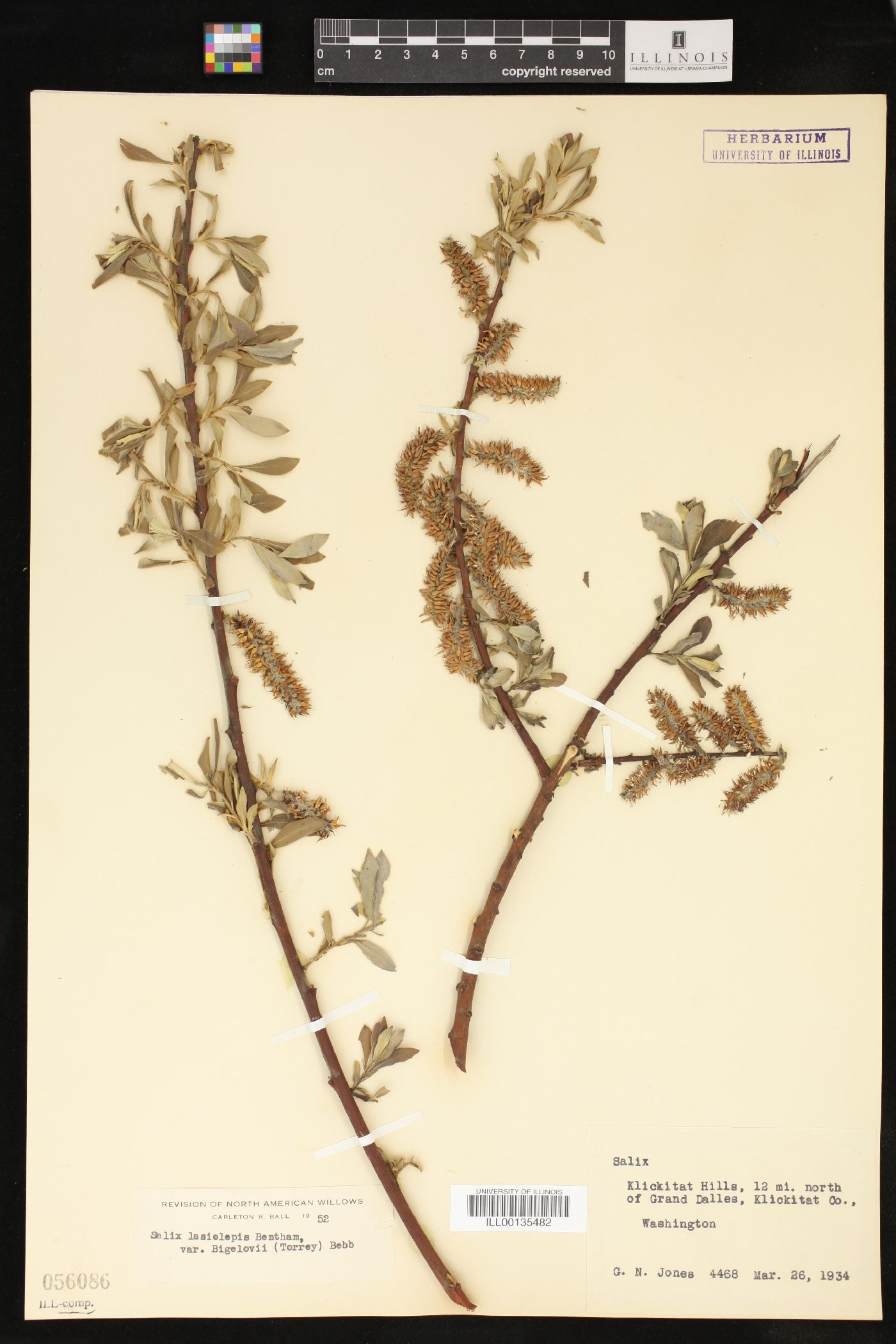 Salix lasiolepis var. bigelovii image