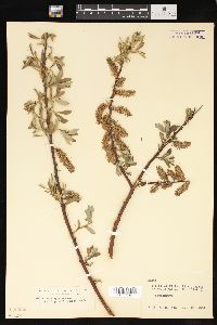 Salix lasiolepis image