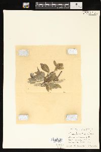 Salix laurentiana image