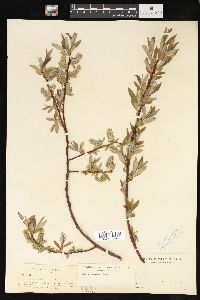 Salix lemmonii image