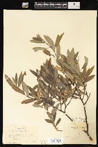 Salix lemmonii image