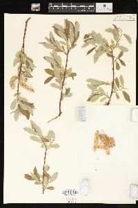 Salix lemmonii image