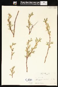 Salix lemmonii image