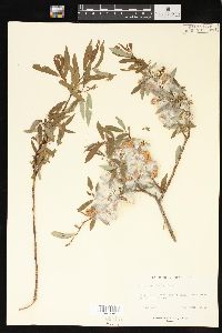 Salix ligulifolia image