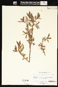 Salix ligulifolia image