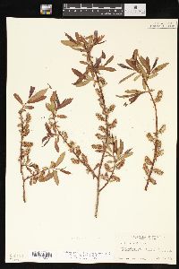 Salix ligulifolia image