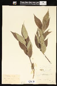 Salix lucida image