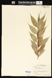 Salix lucida image