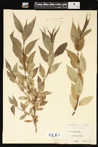 Salix lucida image