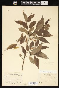 Salix lucida image