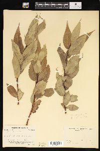 Salix lucida image