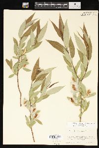 Salix lucida image