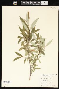 Salix lucida image