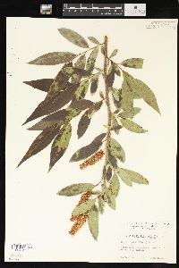 Salix lucida image