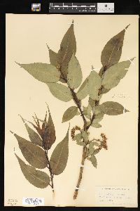 Salix lucida image