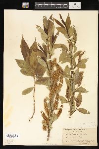 Salix lucida image