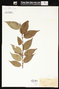 Salix lucida image