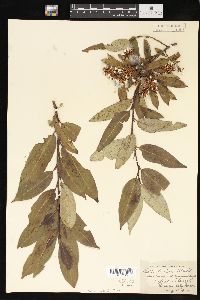 Salix lucida image