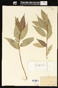 Salix lucida image