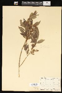 Salix lucida image