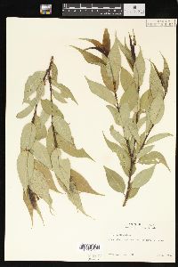 Salix lucida image