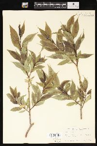 Salix lucida image