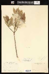 Salix lucida var. intonsa image