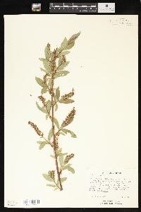 Salix lucida image