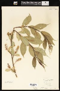 Salix lucida image