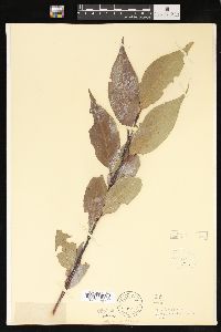 Salix lucida image