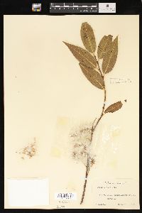 Salix lucida image