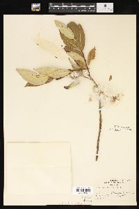 Salix lucida image