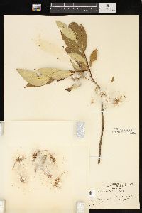 Salix lucida image