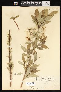 Salix lucida image