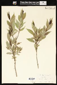 Salix lucida image