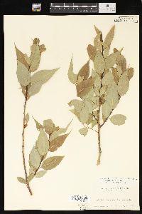 Salix lucida image