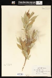 Salix lucida image