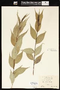 Salix lucida image