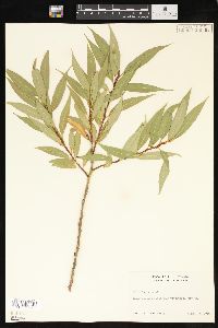 Salix lucida image