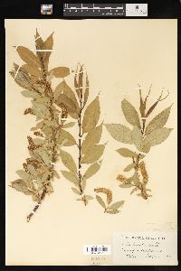 Salix lucida image