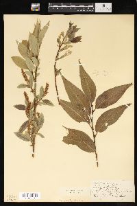 Salix lucida image