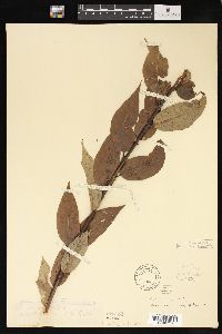 Salix lucida image