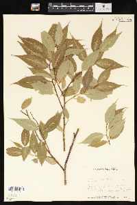 Salix lucida image