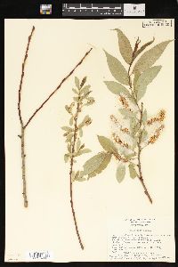 Salix lucida image