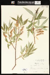 Salix lucida image