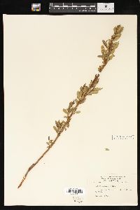 Salix lucida image