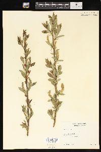 Salix lucida image