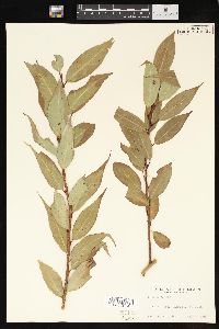 Salix lucida image