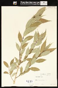 Salix lucida image